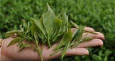 福鼎白茶茶叶野生白茶