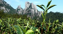 福鼎白茶价格直销